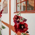 Jungshoved Præstegård Bed & Breakfast Præstø